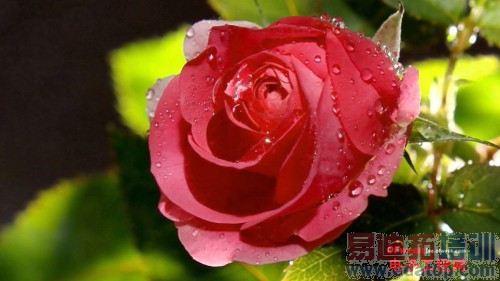 С��4/����ҫ6/һ�ӶԱ����⣺˭������MX4��󾢵У���������MX4�ع⣩