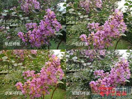 С��4/����ҫ6/һ�ӶԱ����⣺˭������MX4��󾢵У���������MX4�ع⣩