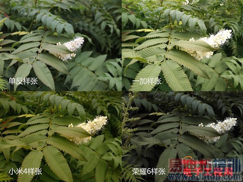 С��4/����ҫ6/һ�ӶԱ����⣺˭������MX4��󾢵У���������MX4�ع⣩