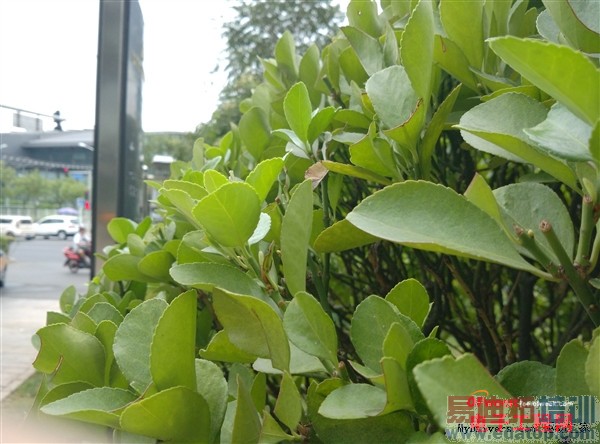 С��4/��ҫ6/��������Ա����⣺��ǿPK��ɱ����MX4�����ع⣩