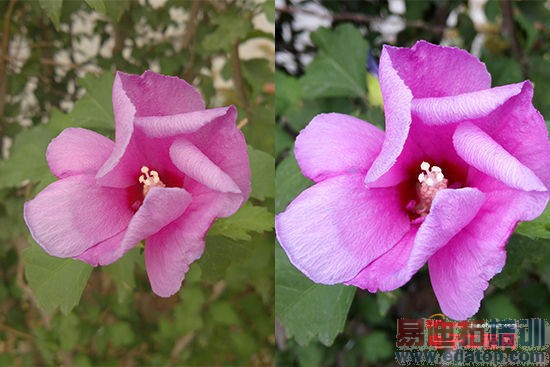 小米4/华为荣耀6终极对比:谁是魅族MX4最强劲敌?(附曝光)