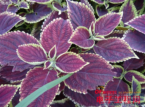 С���ֻ�4������⣨��ͼ��