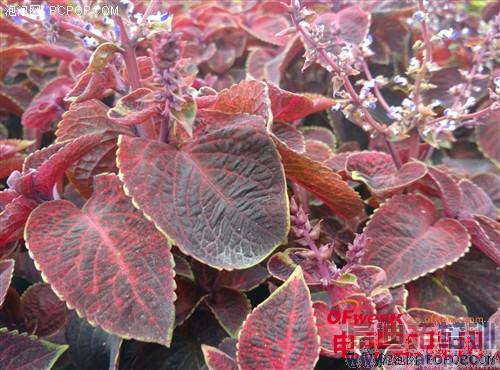 С���ֻ�4������⣨��ͼ��