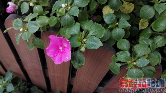 С��4/��ҫ6/һ�ӶԱ����⣺1999Ԫ����MX4����Ϸ��