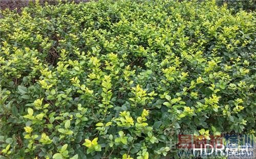 ����ѪƴiPhone6/С��4  LG G3������S5ͬ�Ҳٸ꣨��ͼ�Ƚϣ�