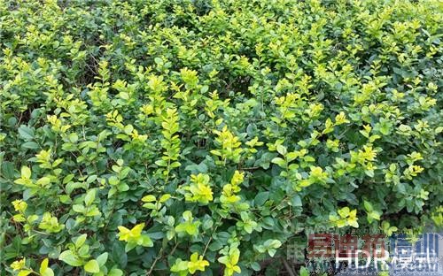 ����ѪƴiPhone6/С��4  LG G3������S5ͬ�Ҳٸ꣨��ͼ�Ƚϣ�