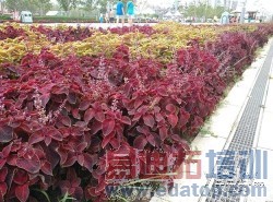 С��4/��ҫ6/һ��/nubia Z7 max��ȫ�Ա����� 