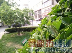 С��4/��ҫ6/һ��/nubia Z7 max��ȫ�Ա����� 