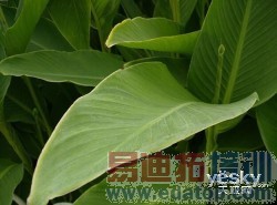 С��4/��ҫ6/һ��/nubia Z7 max��ȫ�Ա����� 