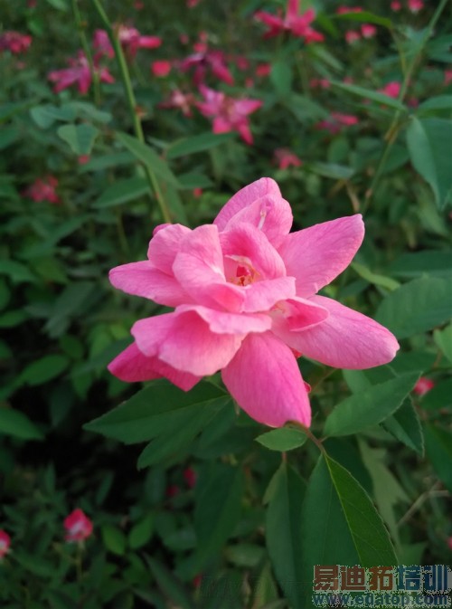 �Ա����⣺����Note 4G��VS���ɴ���F2 ������ǿ��֮��