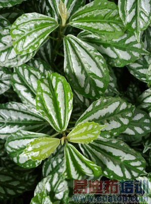 IUNI U3ȫ���ռ����⣺�������շ�