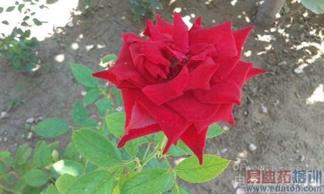 ���������ʴ�������4Gֱ��PK����Note 4G  ����Core Mini 4G����