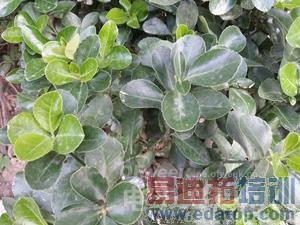 ��ϵ��ս������ LG G3�Ա�����GALAXY Note3