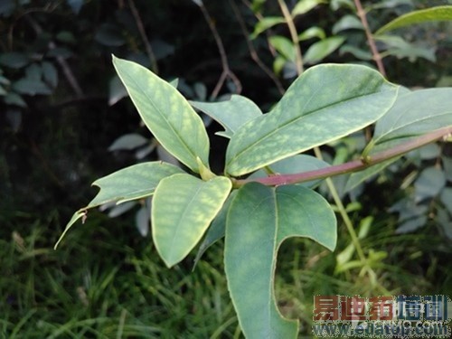 ����MX4/iphone6/��4���������� ȫ��������ֻ�ELIFE S5.1��ϸ����