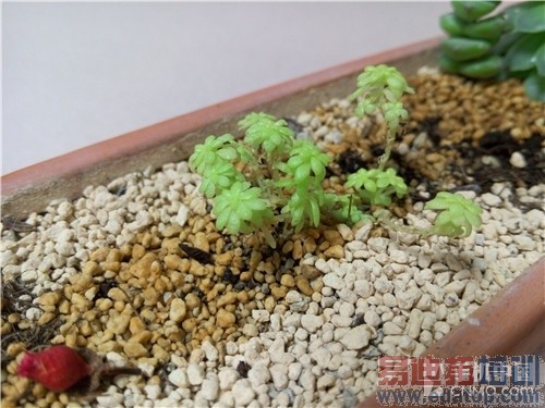 ����MX4��