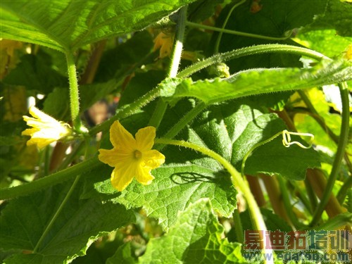 ����С��4/��ΪMate7 ����MX4���⣨ͼ��