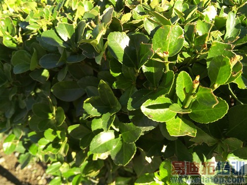 ����С��4/��ΪMate7 ����MX4���⣨ͼ��