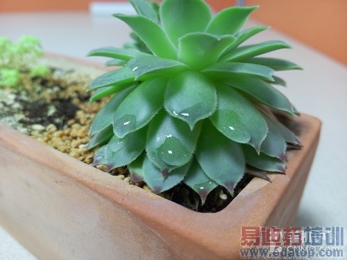 ����MX4��ϸ����