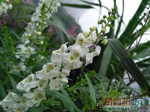 �����⡿��Ϊ��â3ȫ�����⣺ȫ��ͨ4G��������