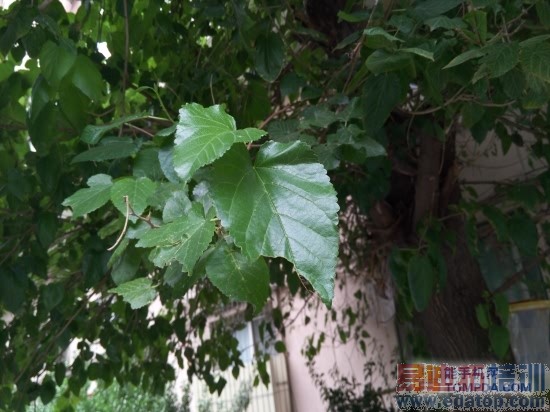 ����MX4ȫ��λ�ռ����⣨ͼ�ģ�