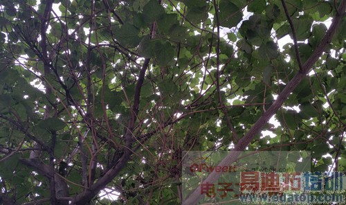 �����š�iPhone6����� ����GALAXY Note4����