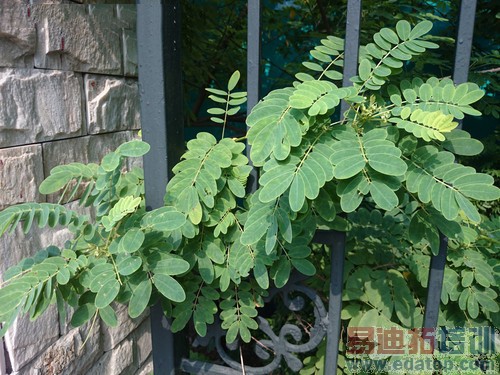 ����MX4�����ж�ǿ��2070��������ս����Z2