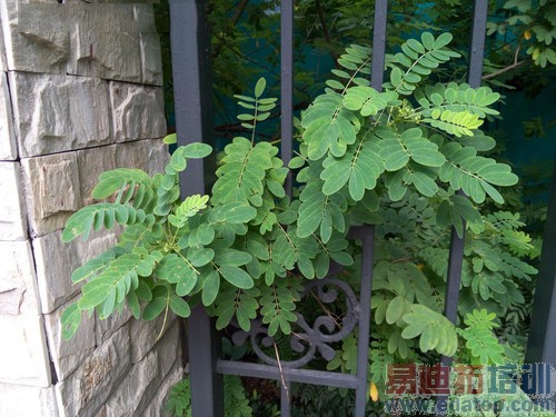 ����MX4�����ж�ǿ��2070��������ս����Z2