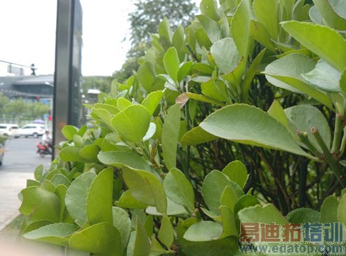 ����MX4/С��4�Ա����⣺˭�������Լ۱�֮����