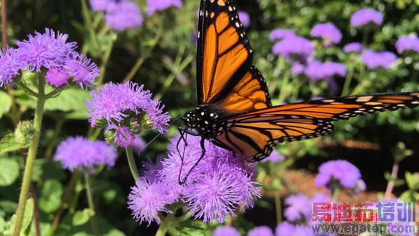 �Ա����⣺����MX4 vs iPhone6 ������