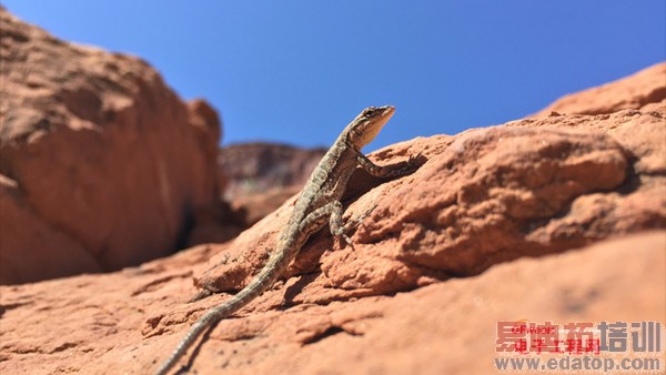 iPhone6/Plus�������⣺����MX4/С��4�ɹ���Ϯ��