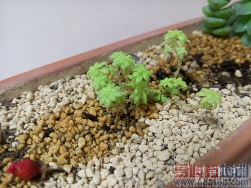 ����MX4�ԱȻ�ΪP7��ϸ����