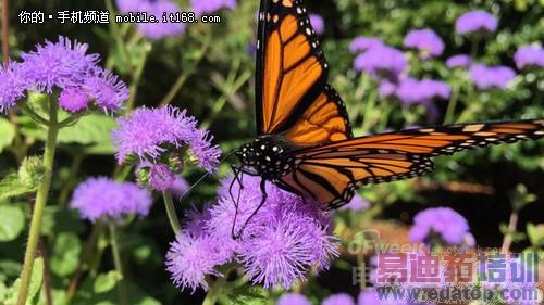 苹果iPhone6拍照体验 配新传感器(附样张曝光图)