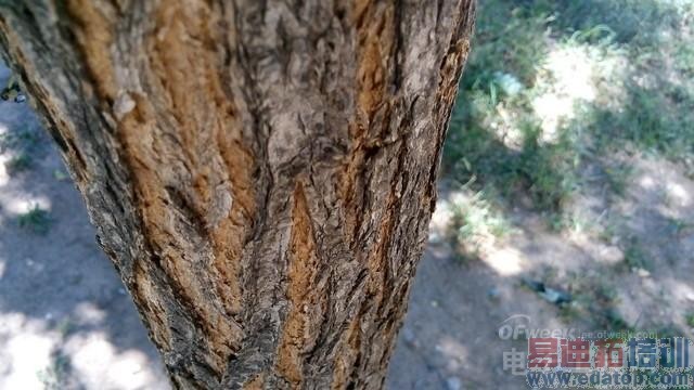 iPhone6���������ɴ���F1��F2�Ա�������ӭս 