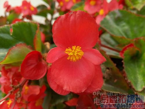 �����⡿����MX4�������� 2070���������᾵ͷ����ͼ�ͣ�