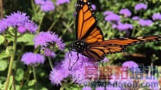 �����⡿iPhone6����Щ������������mx4/С��4��