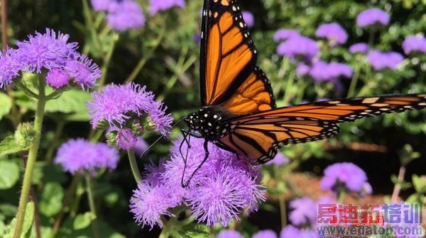 iPhone6/Plus�������⣺����MX4/С��4�ɹ���Ϯ��