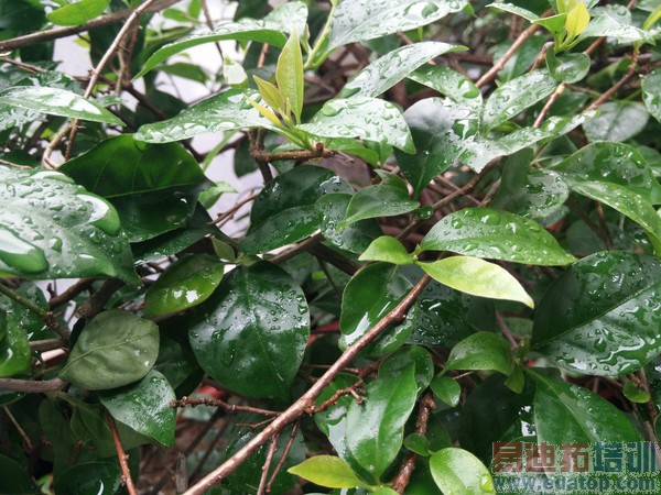 �����ɫ���������̵㣺����MX4/С��4/��ΪMate7��δ�ϰ�