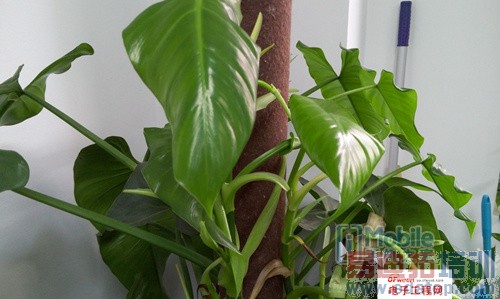 MX4/iPhone 6������ȶԱ����⣺800ײ��2070˭�䲻һ����