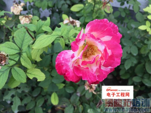 MX4/iPhone 6������ȶԱ����⣺800ײ��2070˭�䲻һ����