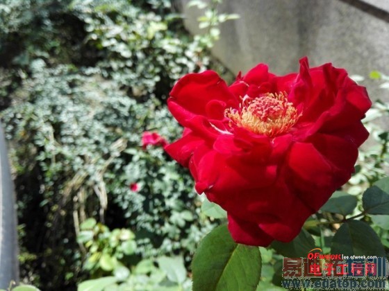 ����MX4/��ΪMate7�Ա����⣺��˼����925