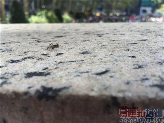 ��ɱ������ͷ��iPhone 6 Plus������������ ���۵���ʱ