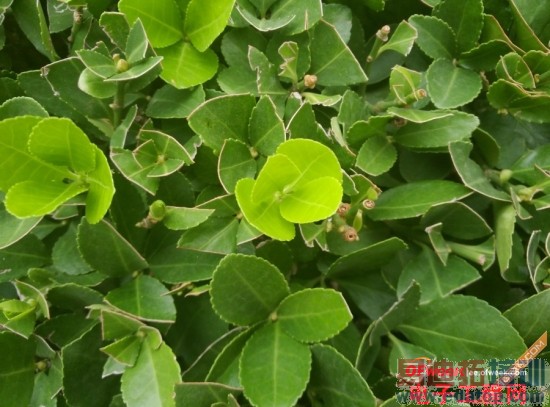 ����MX4/IUNI U3��ȶԱ����⣺�Լ۱��걬С��4/iPhone6