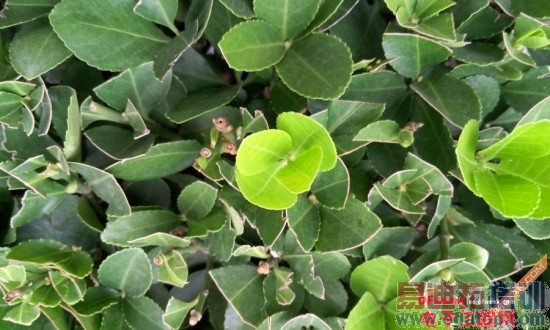 ����MX4/IUNI U3��ȶԱ����⣺�Լ۱��걬С��4/iPhone6