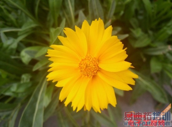 ����MX4/IUNI U3��ȶԱ����⣺�Լ۱��걬С��4/iPhone6