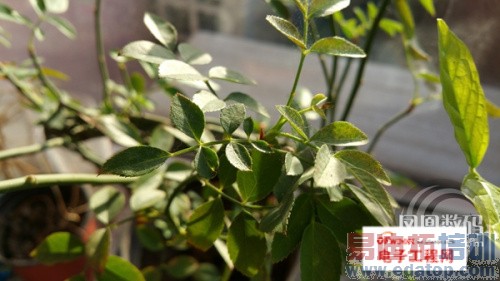 ��������MX4/��4Ҳ���� iphone��������Note Edge����