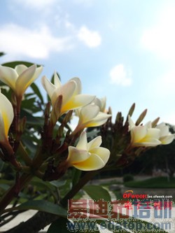 ����MX4�Աȴ����ֻ�T1���⣺1799��ɱ