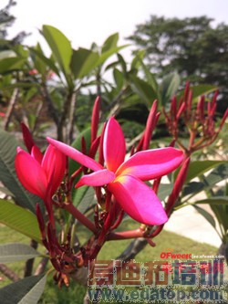 ����MX4�Աȴ����ֻ�T1���⣺1799��ɱ