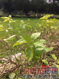 ����MX4�Աȴ����ֻ�T1���⣺1799��ɱ