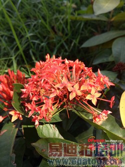 ����MX4�Աȴ����ֻ�T1���⣺1799��ɱ