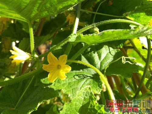 ����MX4/HTC820�Ա����⣺������MT6595